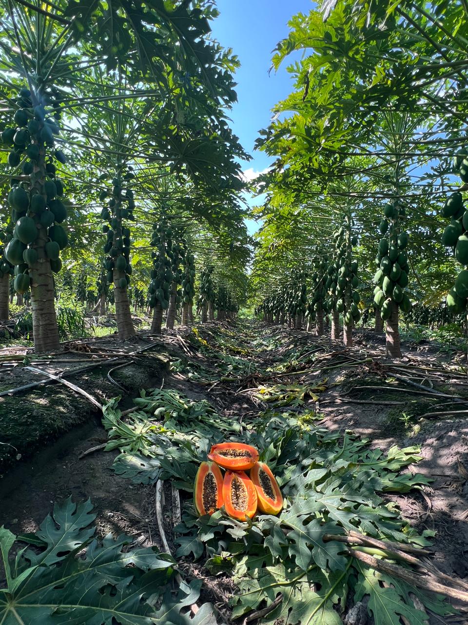 Campos de Papaya San Jorge